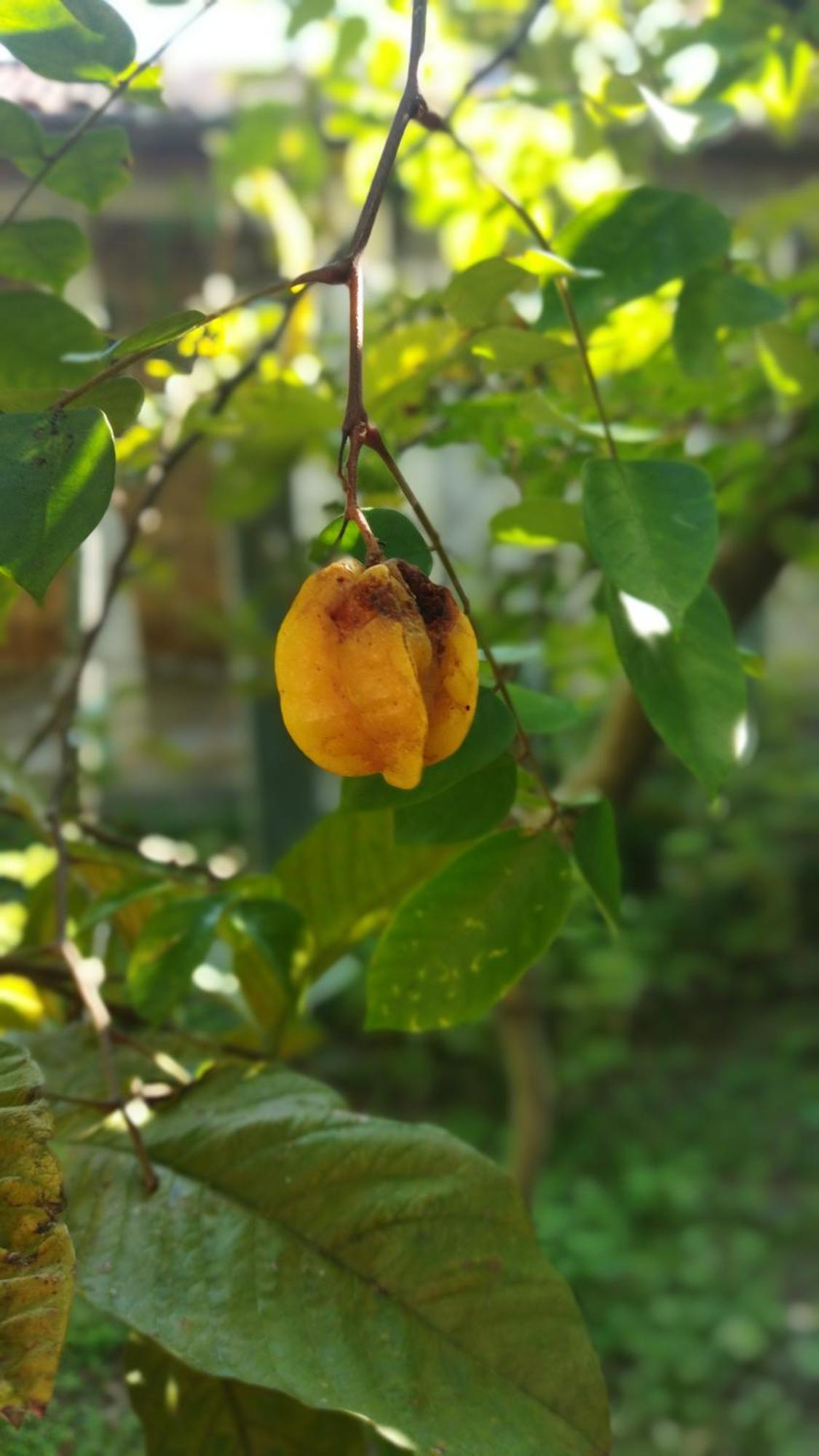 A Casa Do Sol Cibratel Pousada Itanhaem Ngoại thất bức ảnh